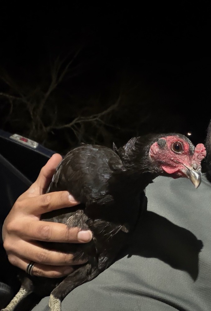 Melsim fowl hatching eggs