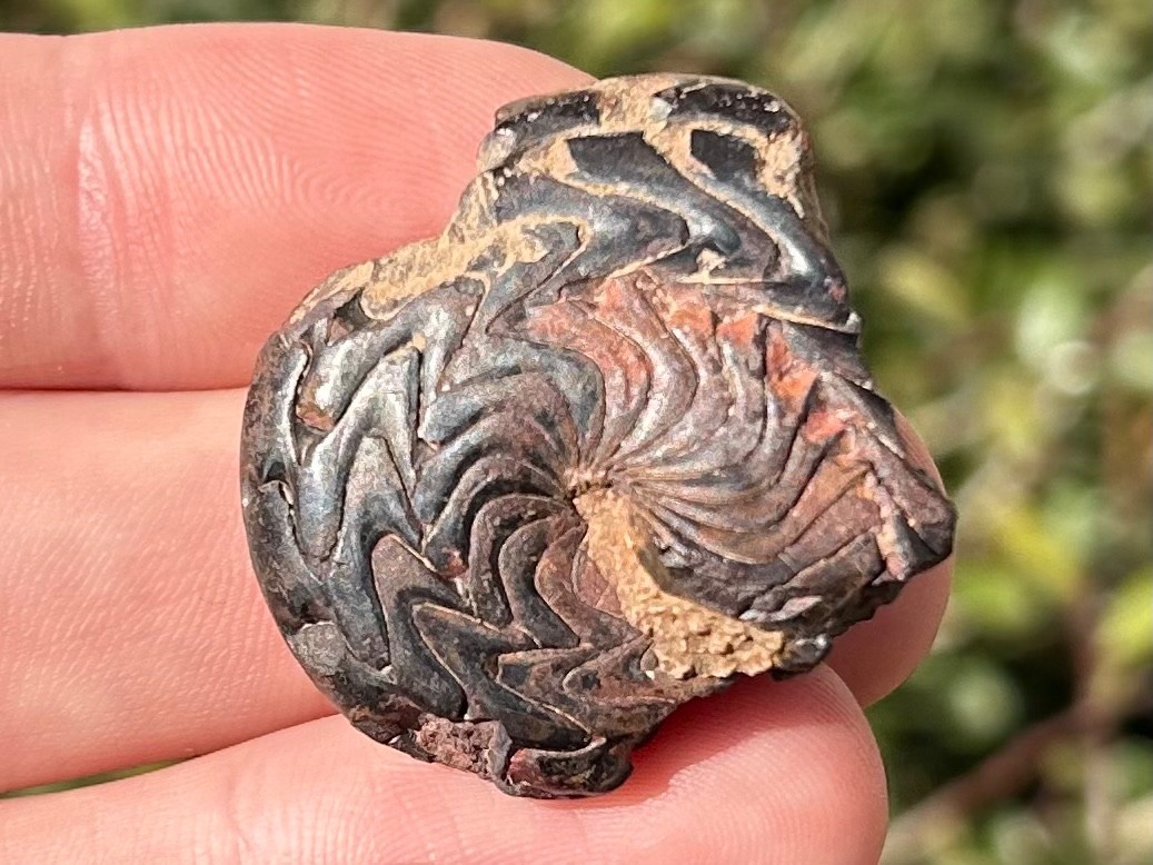 Discoclymenia cucullata Fossil Goniatite Morocco Ammonite Devonian Age