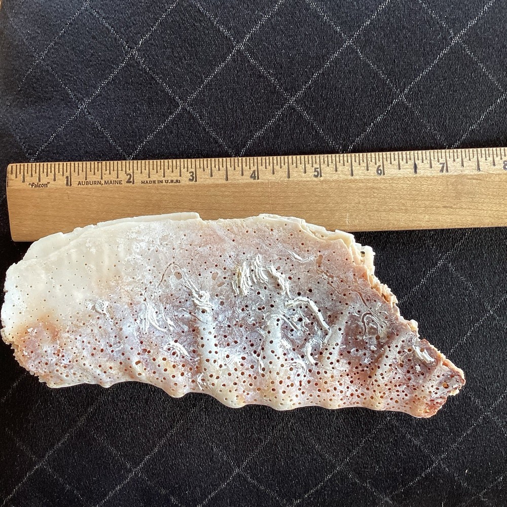 Piece Of Large Shell 7” Long