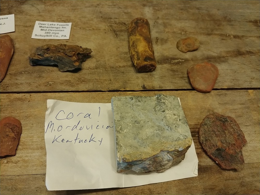 Fossil Lot 34 Total Pieces