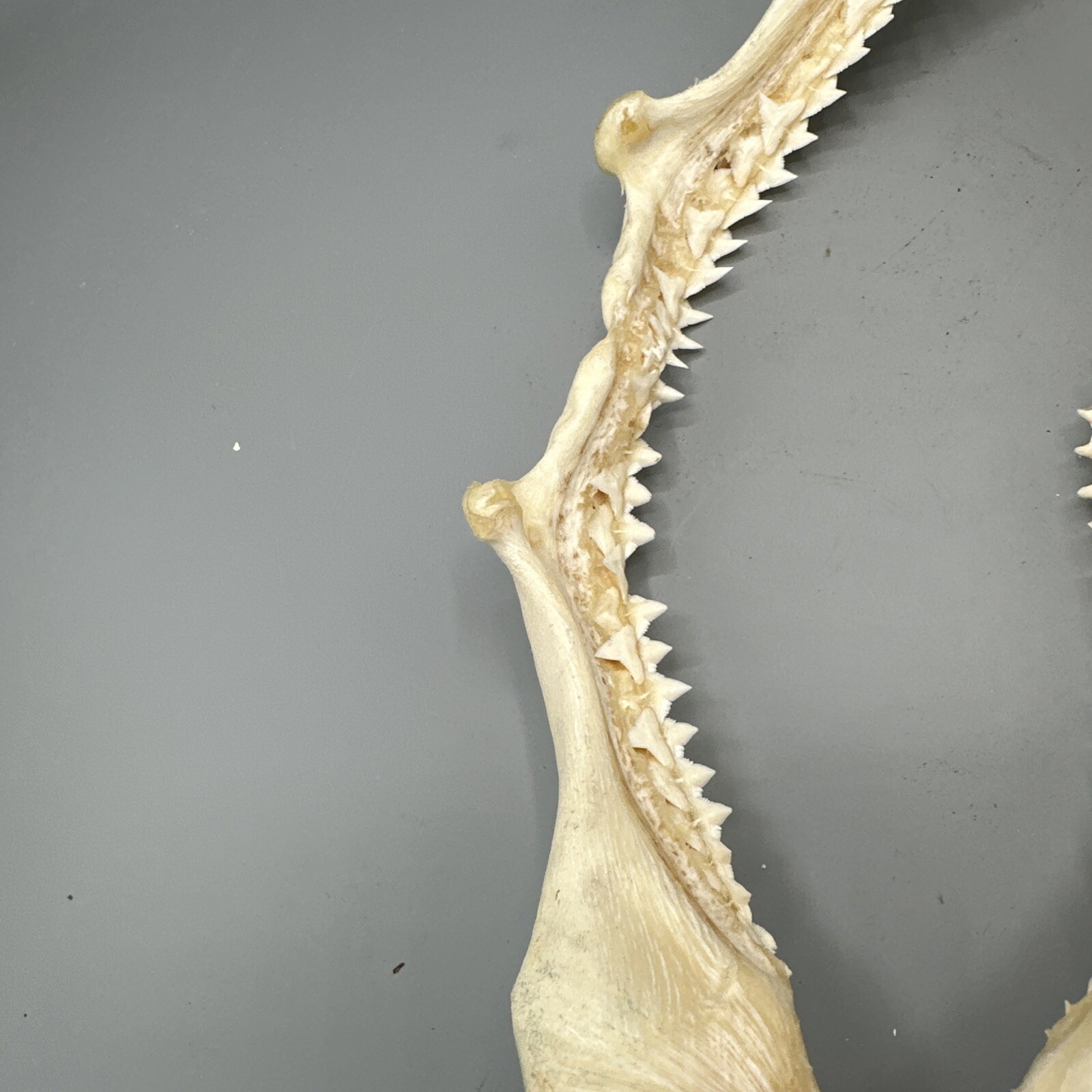 Large Shark Jaw Fossil 🦈