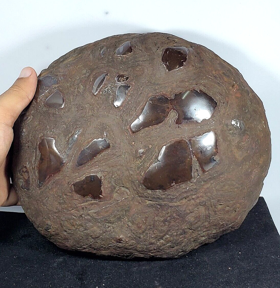 6600Gr Giant Natural Septarium Dragon's Stone solid Septarian Jurassic Mineral