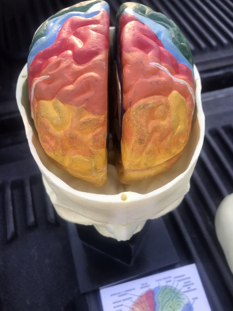 Human Skull Model,4 Part Human Brain with stand