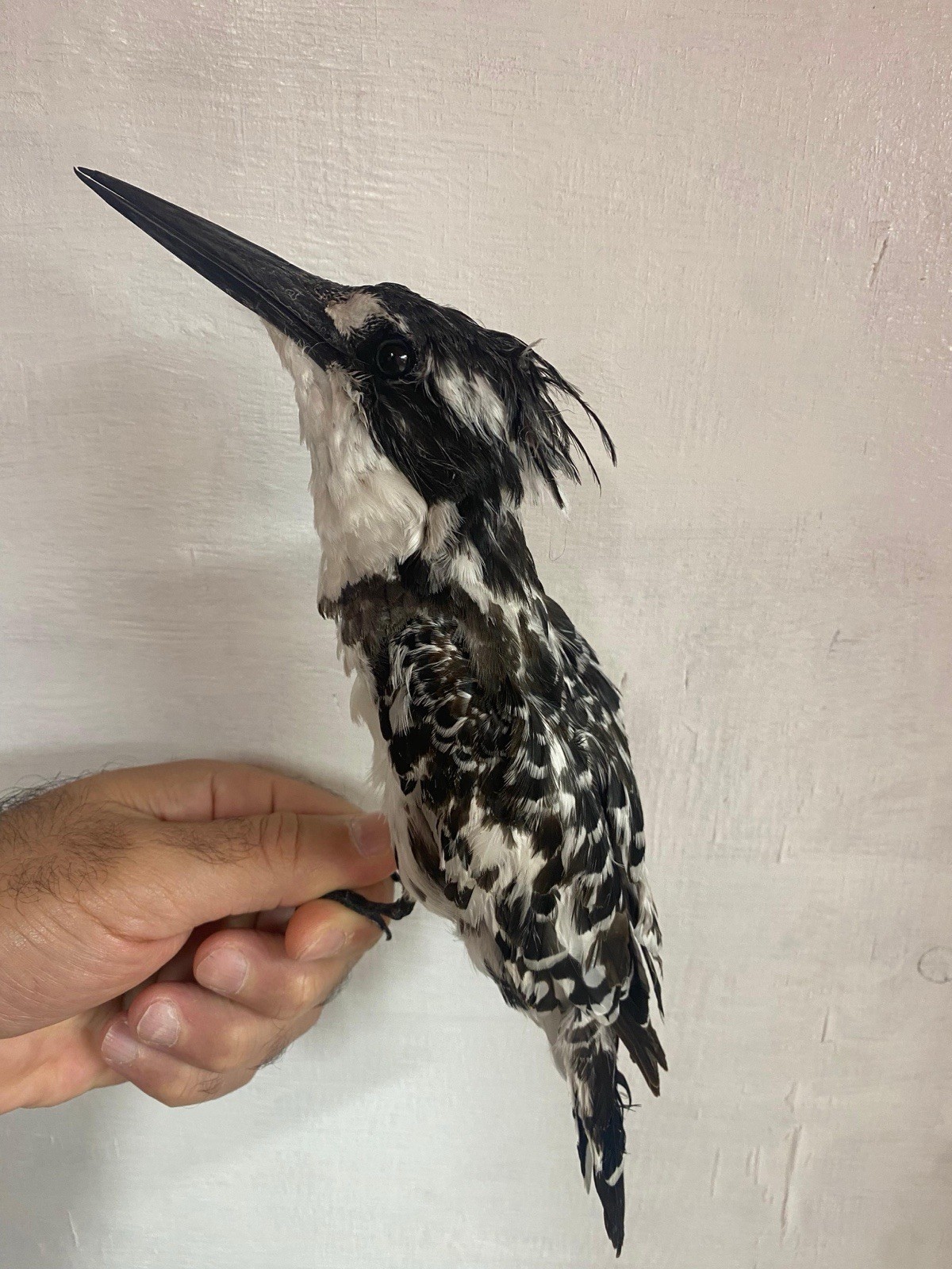 taxidermy bird  for sale Halcyon Smyrnensis