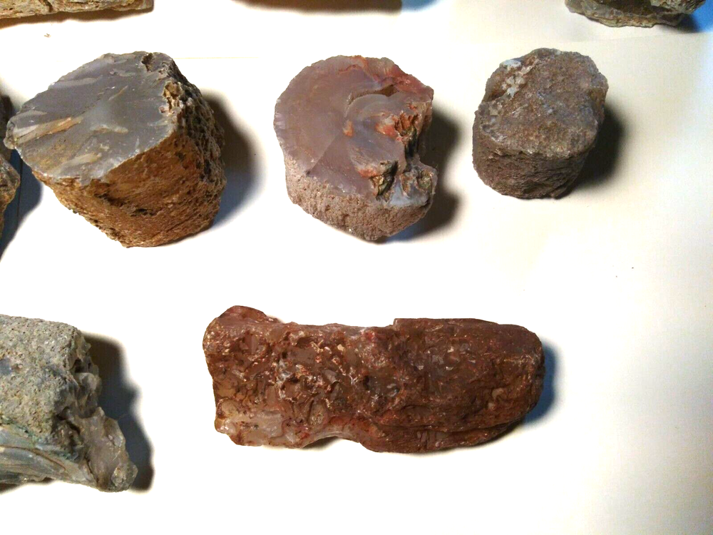 Petrified Wood Limb Casts- Over 10-1/2 lbs.