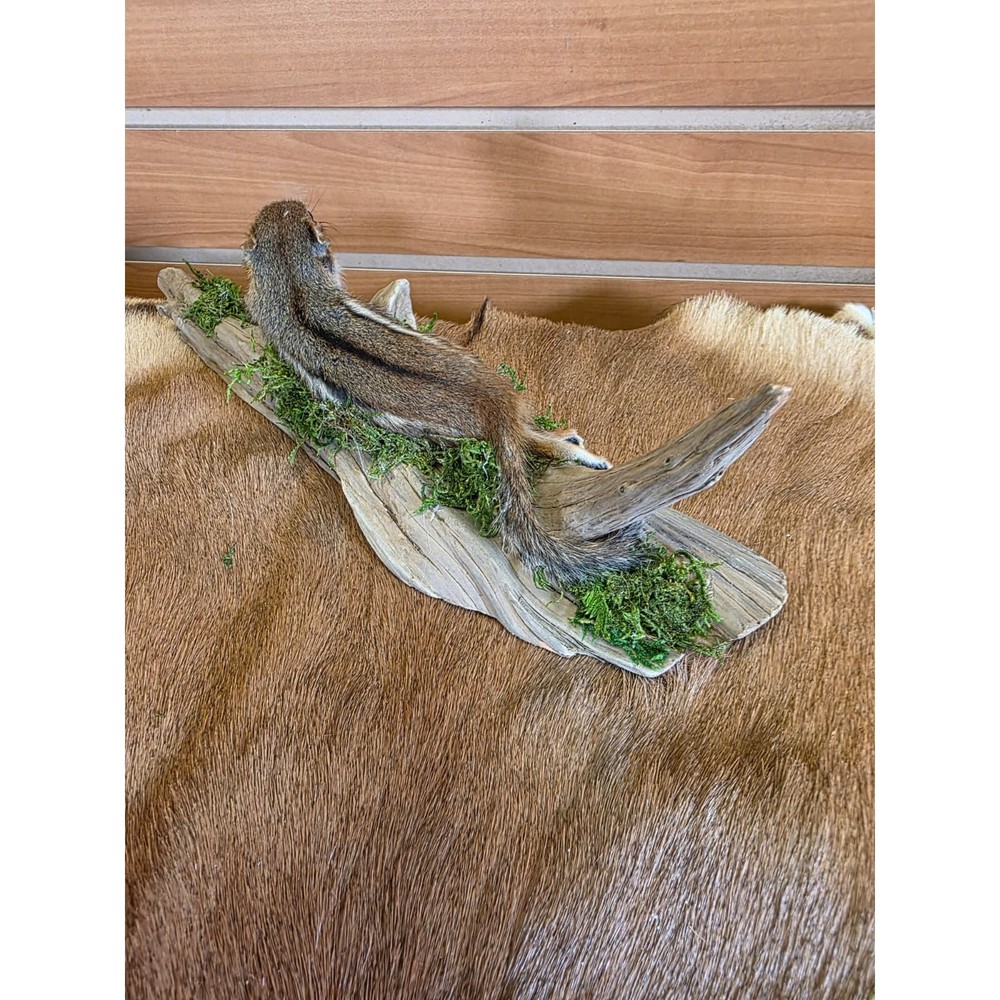 FHCK112 - Chipmunk Taxidermy Mount