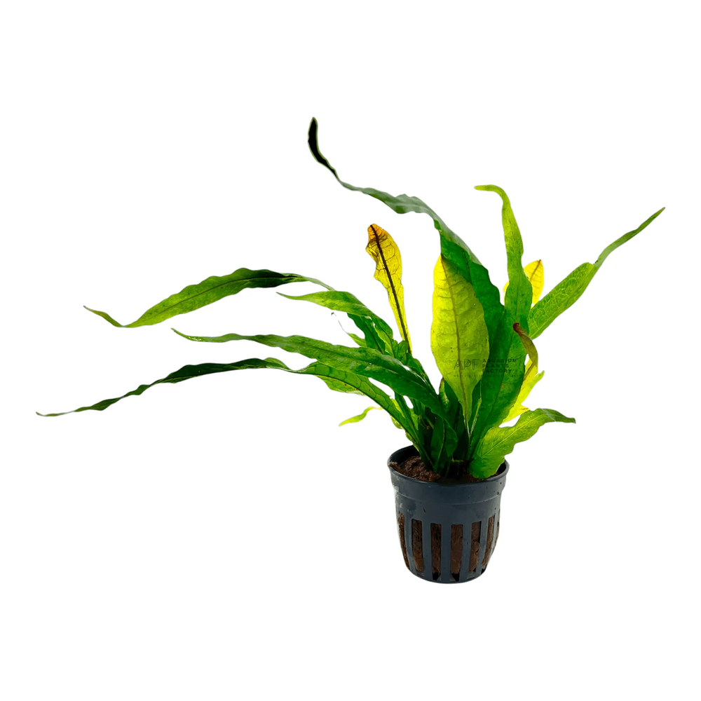 Java Fern Red | Aquarium Plants Factory®