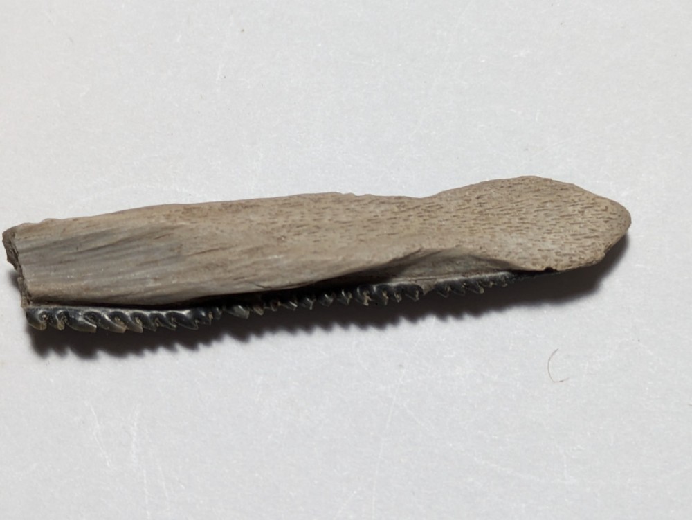 Fossilized Barb