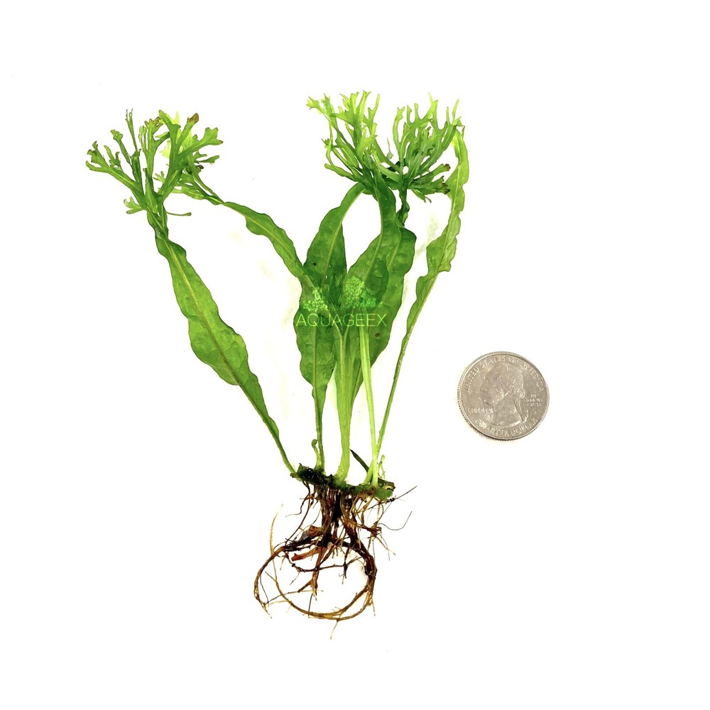 Microsorum Windelov Java Fern Windelov Live Aquarium Plants Easy Green