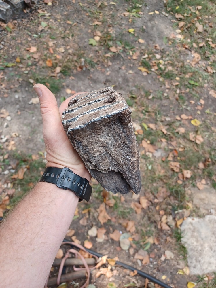 Fossil Tooth From Bone Valley Formation Peace River Florida #2