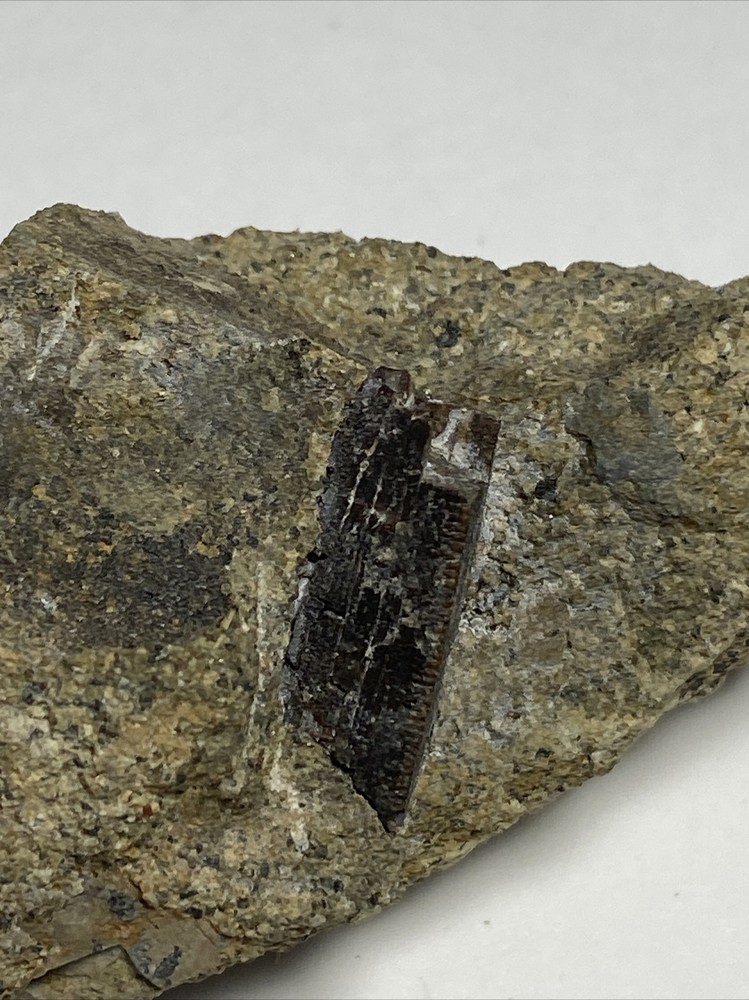 Tyrannosaurus Tooth In Matrix