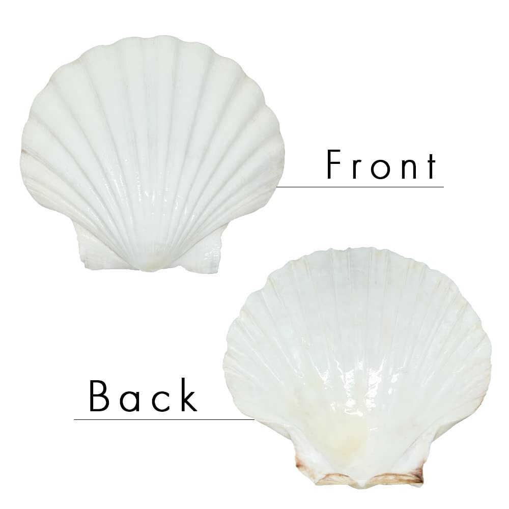 Scallop Shells for Serving Food Baking Shells Large Natural White Scallop