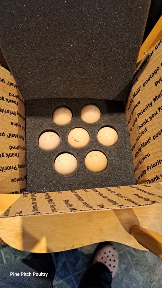 Russian Orloff Htching Eggs Npip