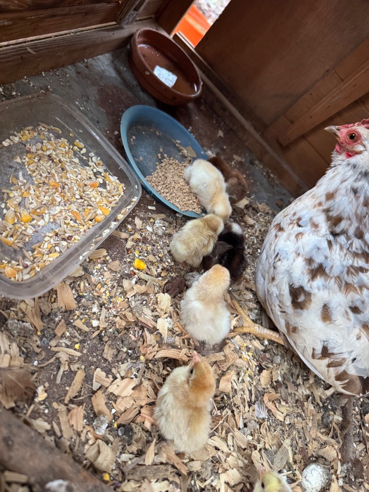 12+ 2 small Quality Serama Chicken Hatching Eggs