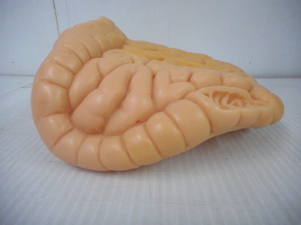 Medical Lab Simulation Manikin Intestinal Insert