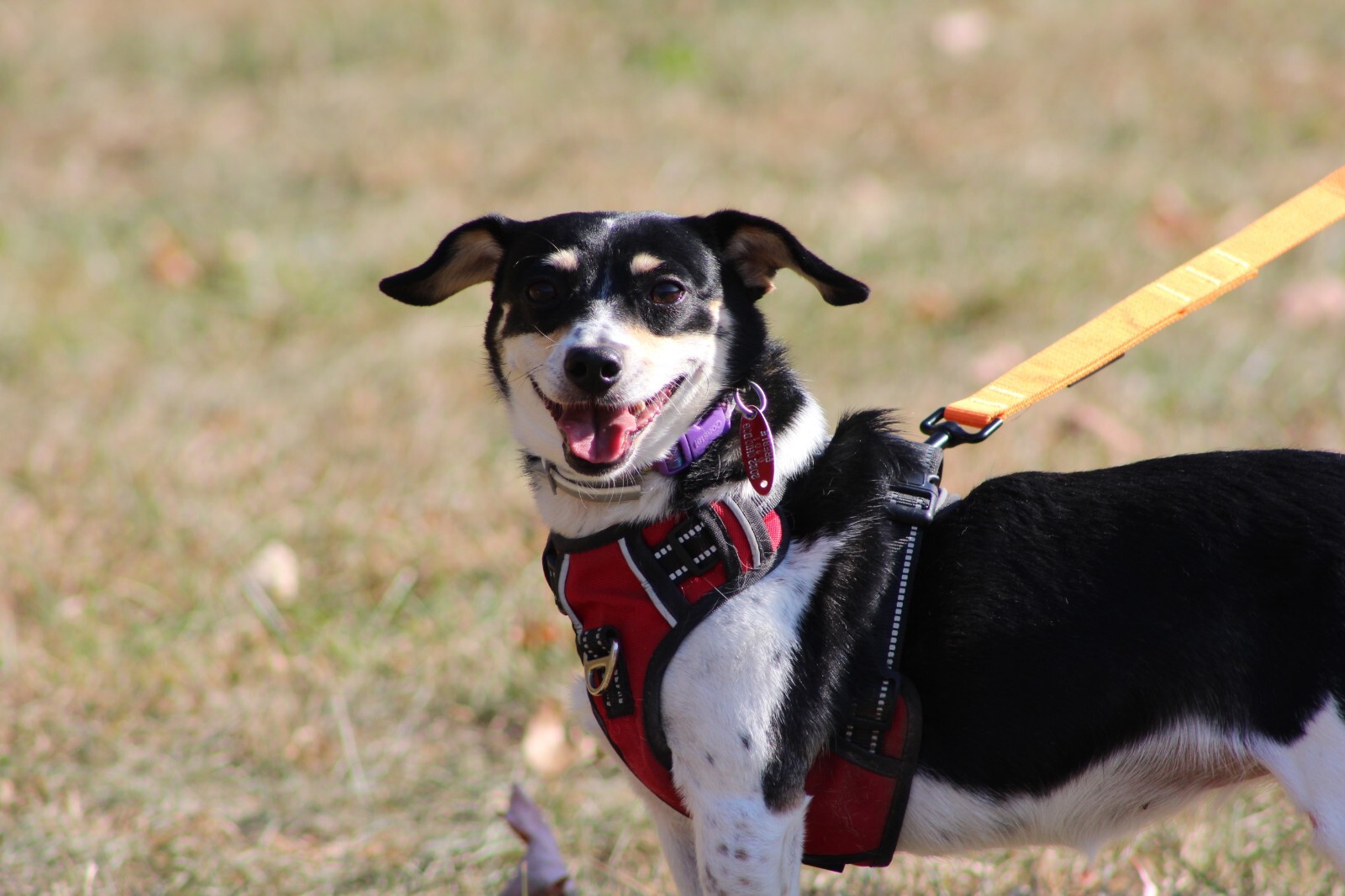 Hands Free Running Walking Dog Leash/Lead Bungee Orange Stretch