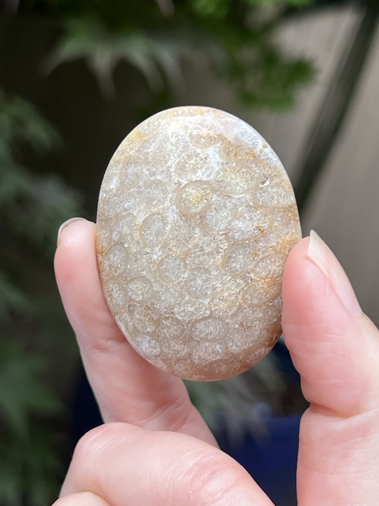 Fossilised Coral Crystal Palmstone AAA+ 17
