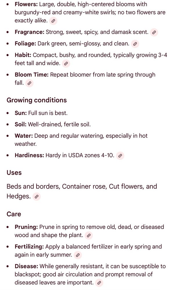 Scentimental Rose Bush!! Bare Root Live Starter Plant!!!