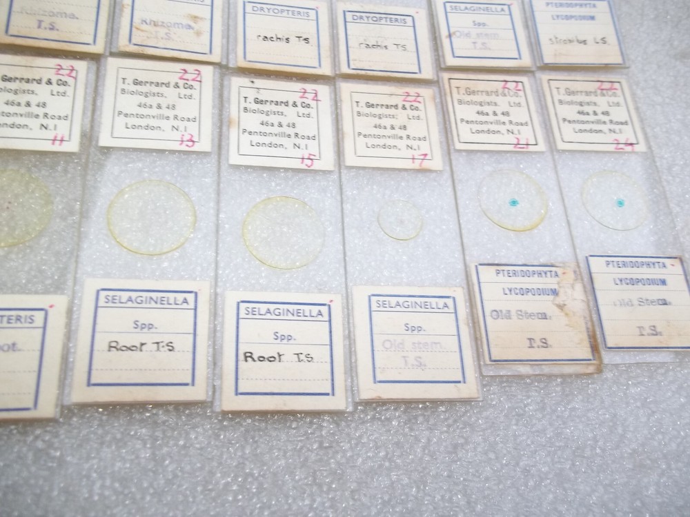 Vintage Glass Microscope Slides -