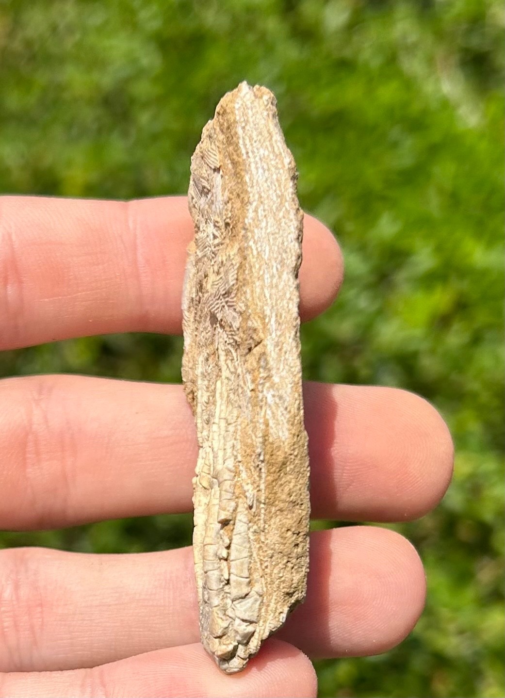 NICE Fossil Crinoid in Matrix Aphelecrinus Alabama Bangor Limestone Formation