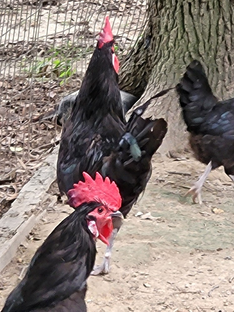 18 Rare Black Penedesenca Hatching Eggs