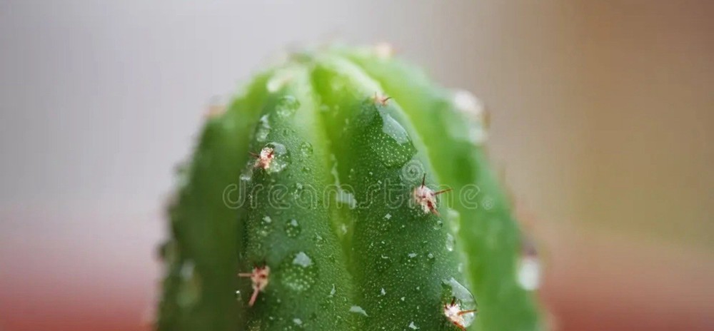 🌵Cactus Cuttings 14”-18” Plus FREEBIES!! S🌵P🌵