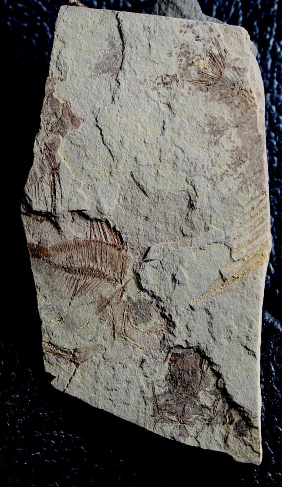 Capros radobojanus - Oligocene fossil fish.