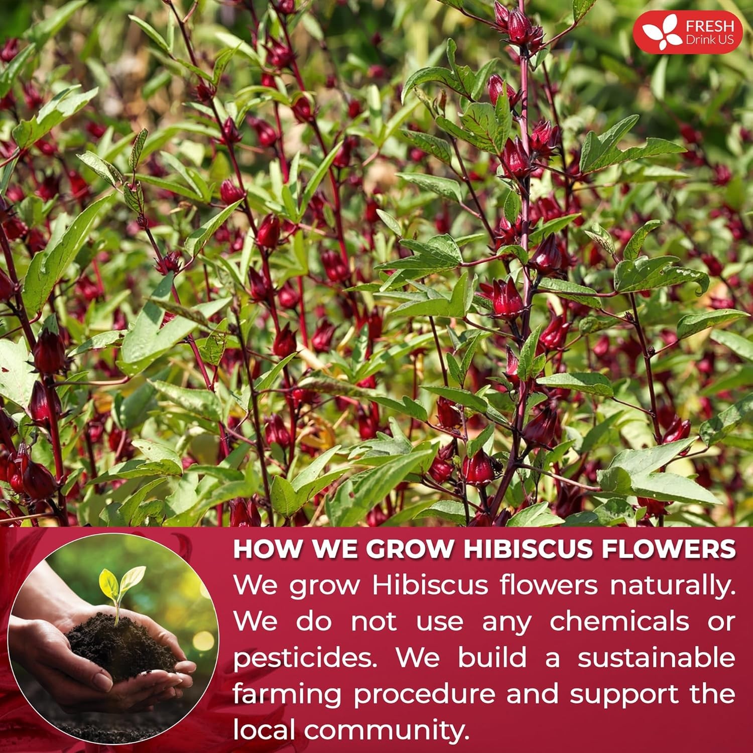 , Premium 140 Hibiscus Flowers Tea Bags, 100% Natural, Handmade & Pure from Hibi