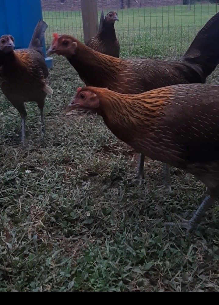 12 Chicken Hatching Eggs.