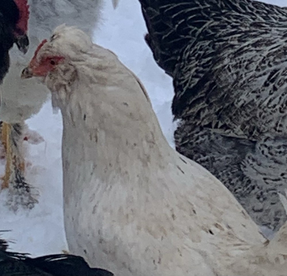 10+ Easter Egger Ameraucana Chicken Fertilized Eggs- Pink, Blue & Green Eggs!