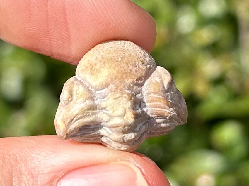 NICE Oklahoma Fossil Trilobite Paciphacops campbelli Devonian Bug Haragan Fm