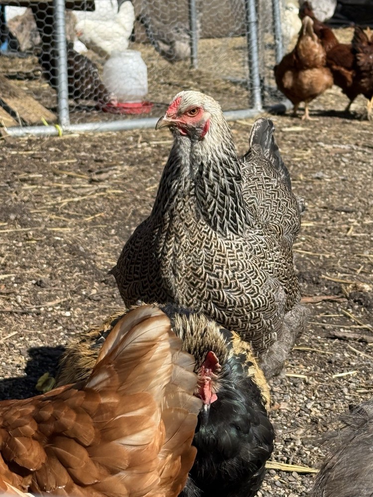 12 Dark Brahma hatching eggs