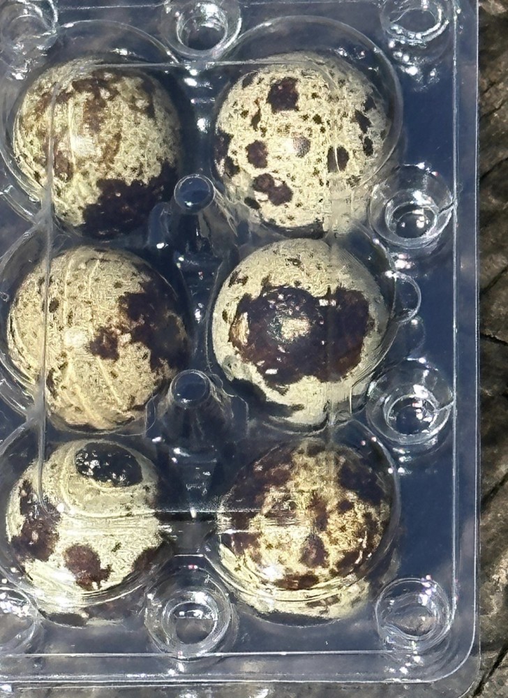 18 Fresh Quail Eggs for Eating or Crafts