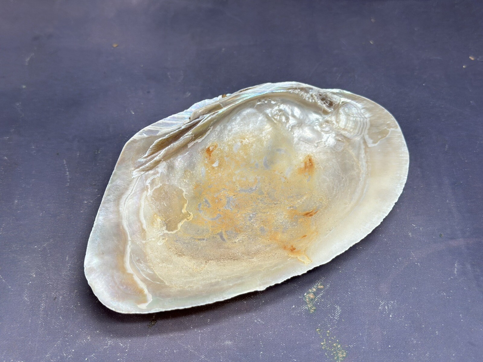 Natural Shells Half Clam Beautiful Set For Decor Seashells Nautical Beach