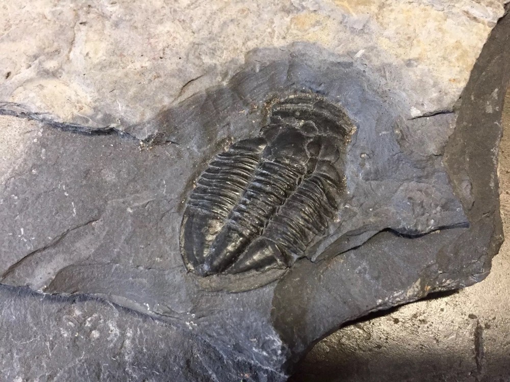 Double Trilobite Fossil Grey Rock Specimen