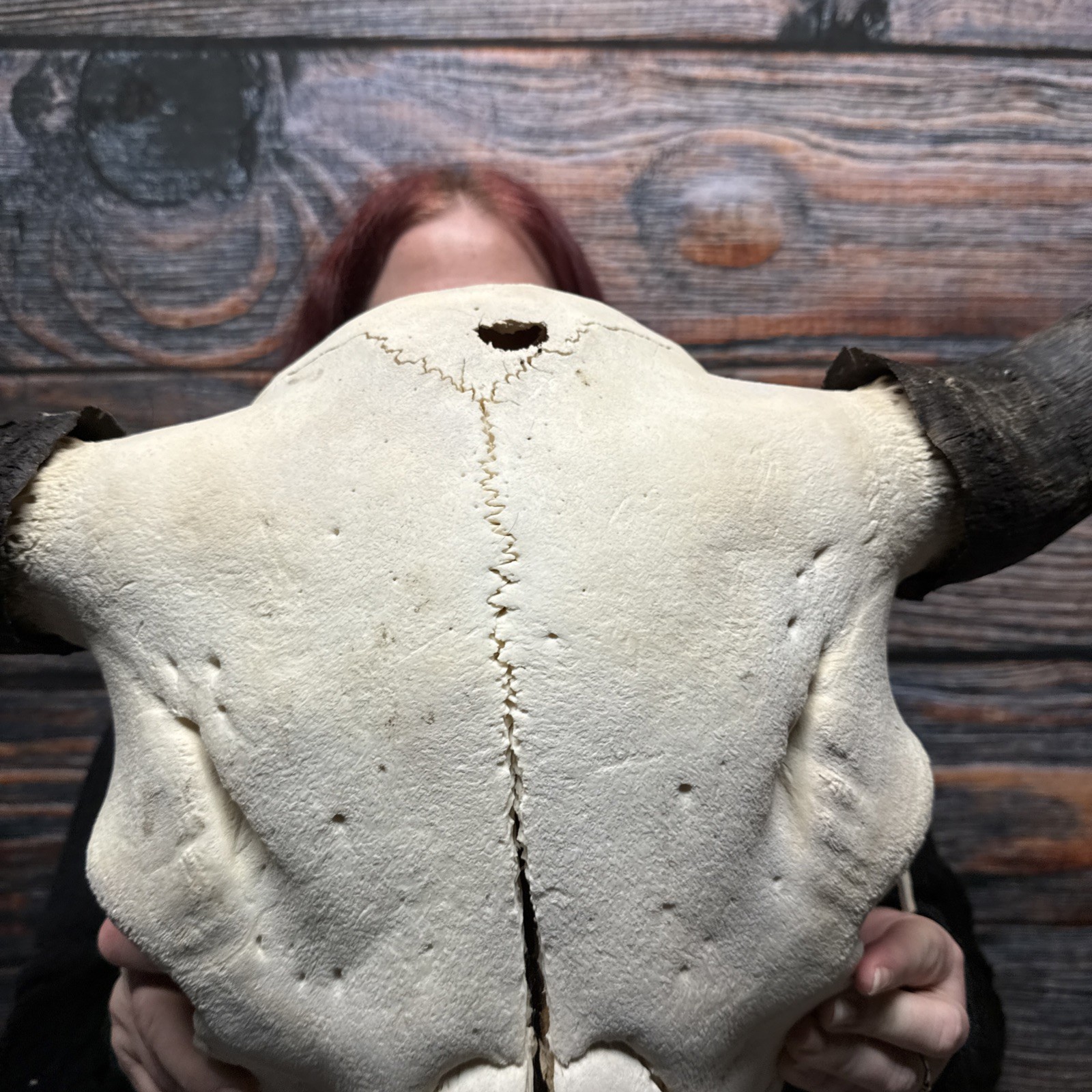 Real Trophy XL Bull Buffalo Bison Skull Horn Animal Mount Western Unique Cabin