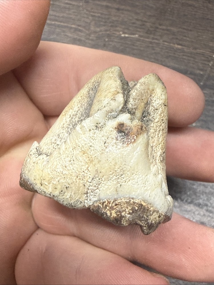 Unknown Fossil Specimen Tooth