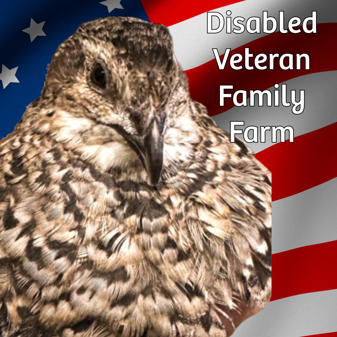 24 Coturnix Quail Fertile Hatching Eggs, NPIP Certified Game Farm