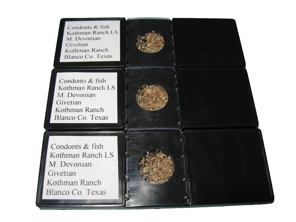 Devonian Kothman Ranch Limestone Conodont shark fish microfossil matrix slide x1