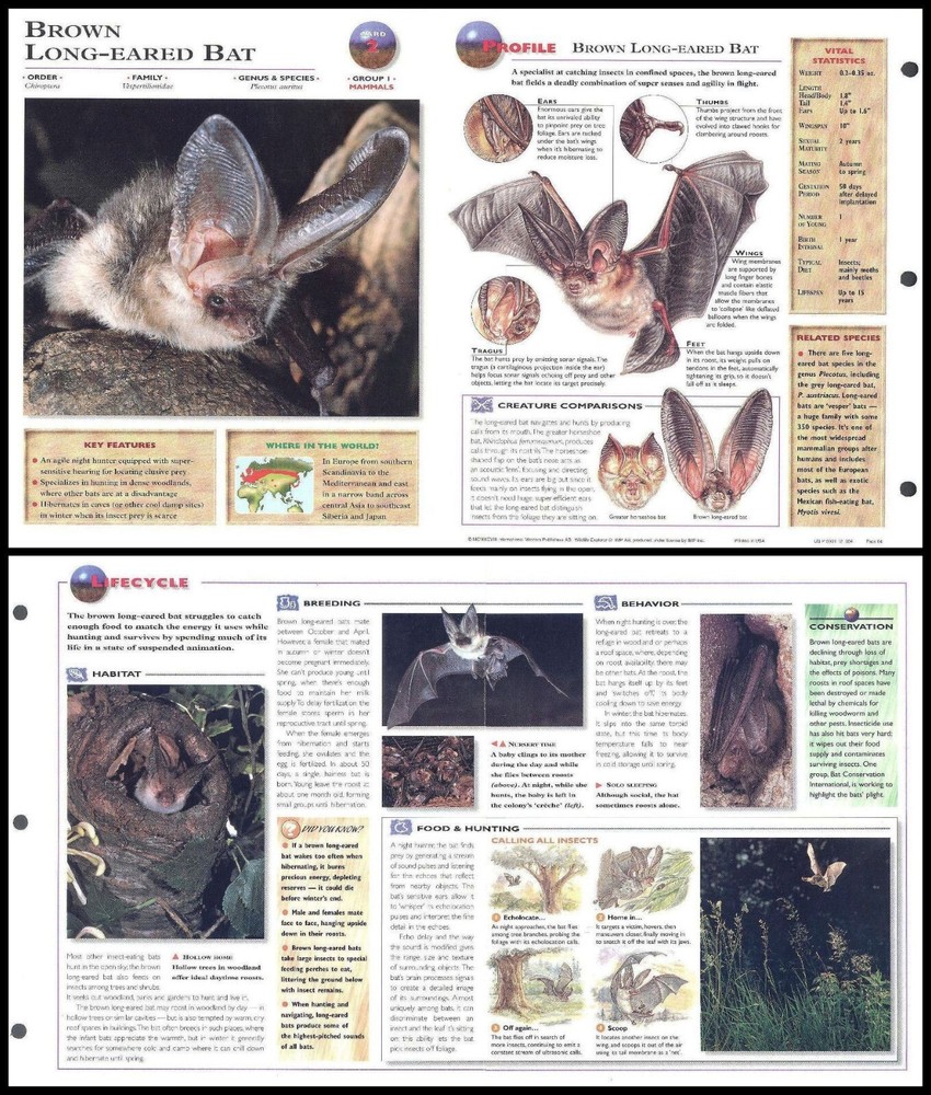 Fold-Out Sheet - Brown Long-Eared Bat - 2