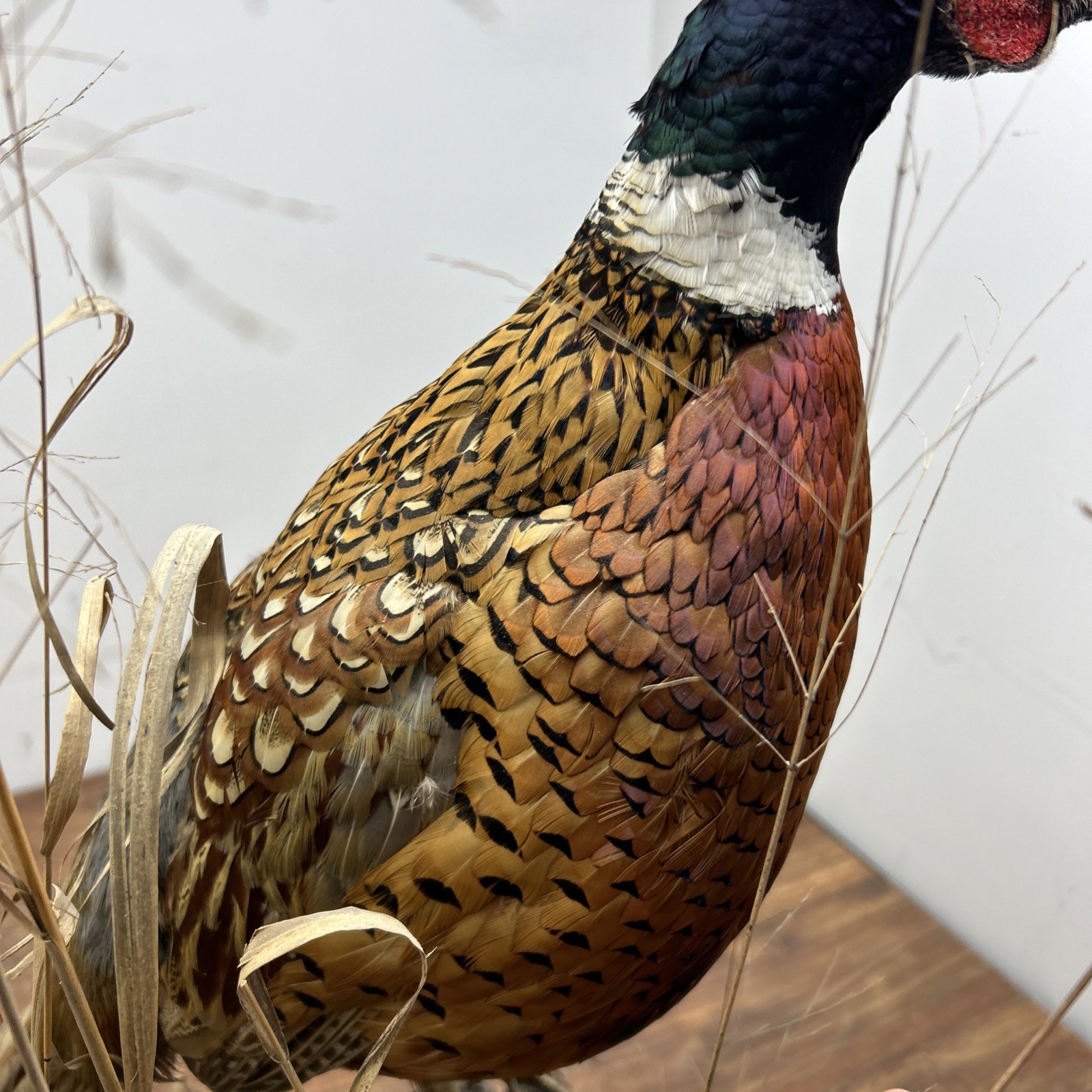 Ringneck Rooster Pheasant Taxidermy Standing Mount Habitat Base Foliage Wood