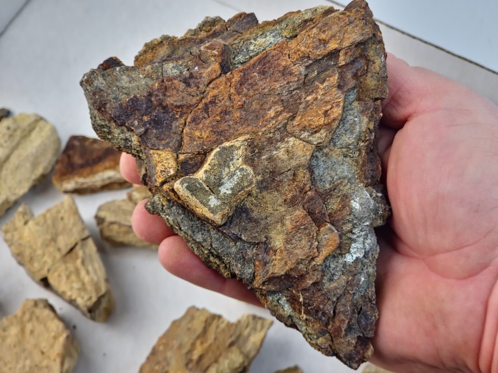 Lance Formation Dinosaur Bone Projects (Triceratops Frill?) - WY