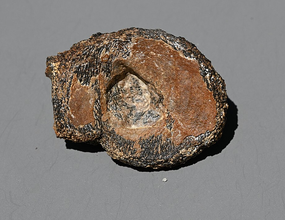 Fossil Tyrannosaur Bone