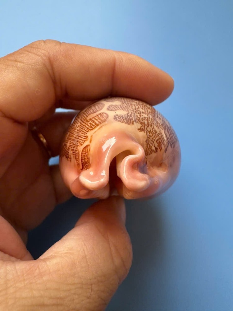 76mm | Cypraea Mappa | F+++ GEM| Rose base | Nice pattern