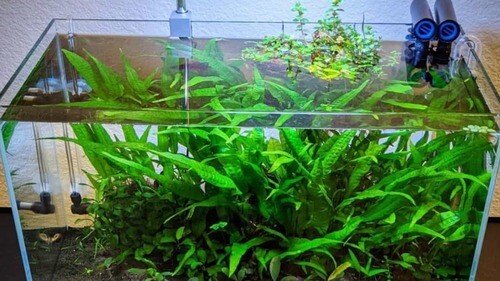 Java Fern Microsorum Pteropus Driftwood Live Aquarium Plants