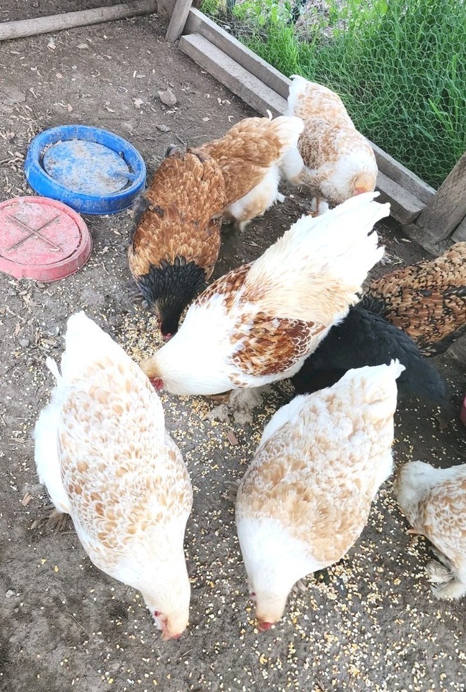 8+ Beautiful Buff Laced Brahma Hatching Eggs