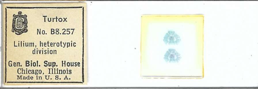 Lilium Heterotypic Division Microscope Slide by Turtox
