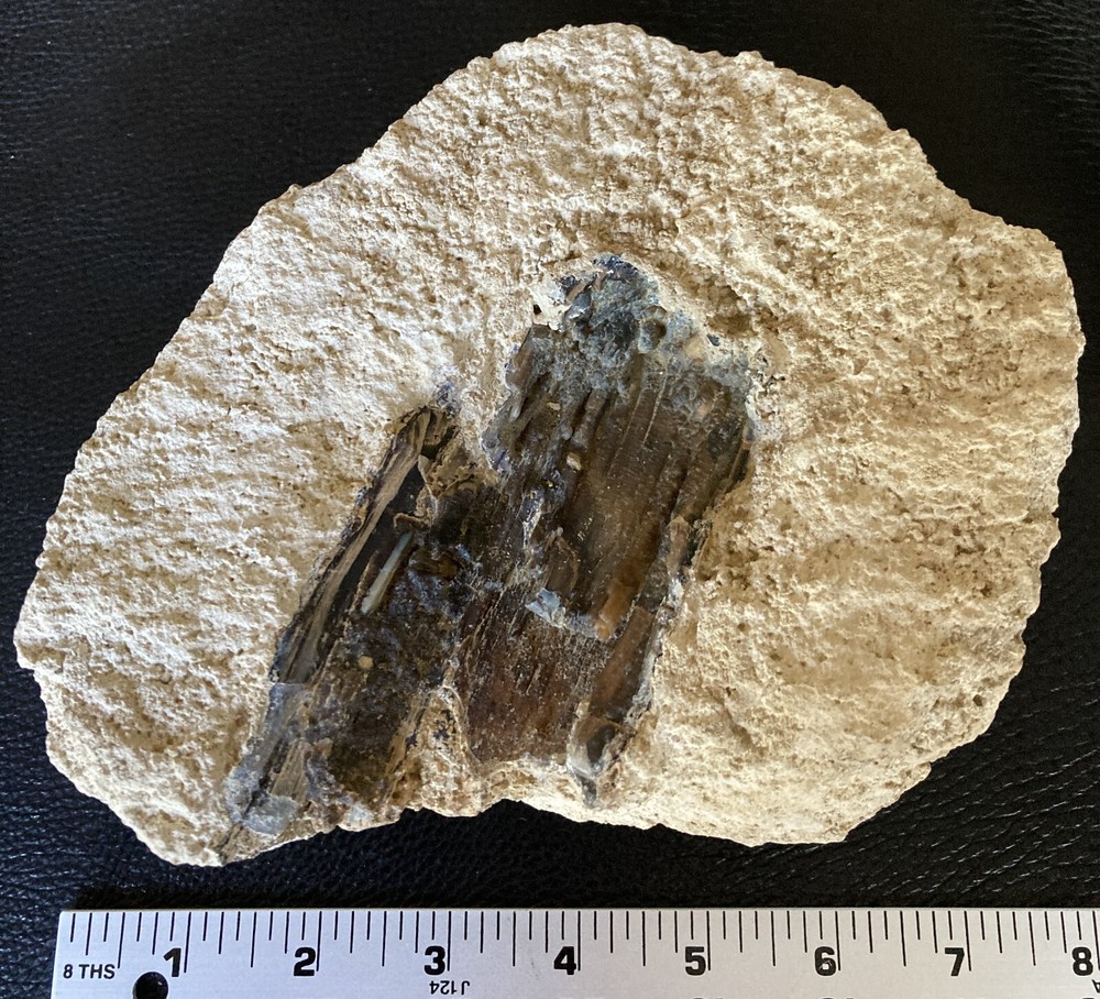 Petrified Wood Chunk embedded in Limestone - 4.2LBS