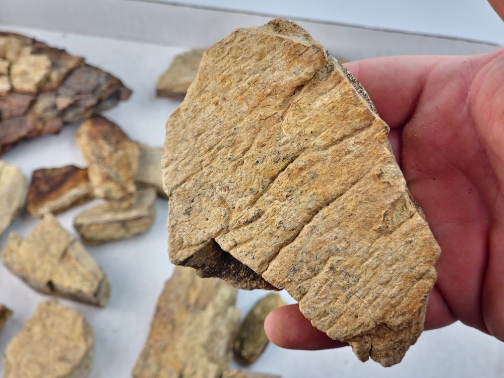 Lance Formation Dinosaur Bone Projects (Triceratops Frill?) - WY