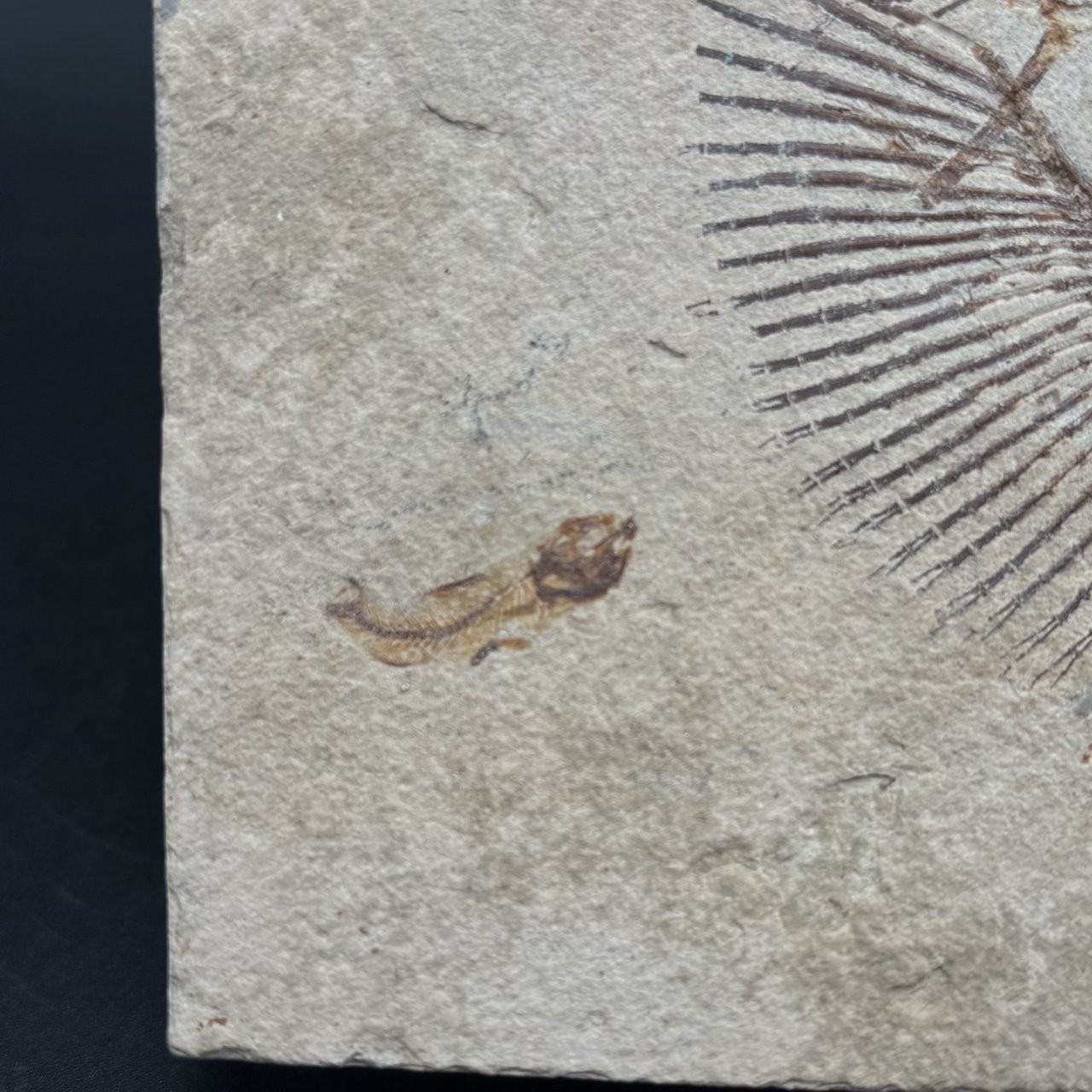 Cyclobatis oligodactylus fossil ray - Late Cretaceous Cenomanian Haqel Lebanon